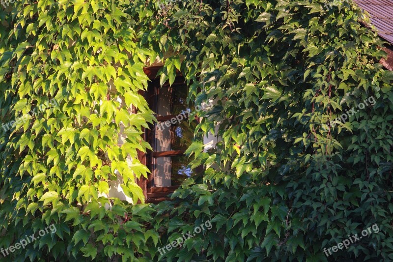 Wine Wine Partner Vine Leaves Fouling Window