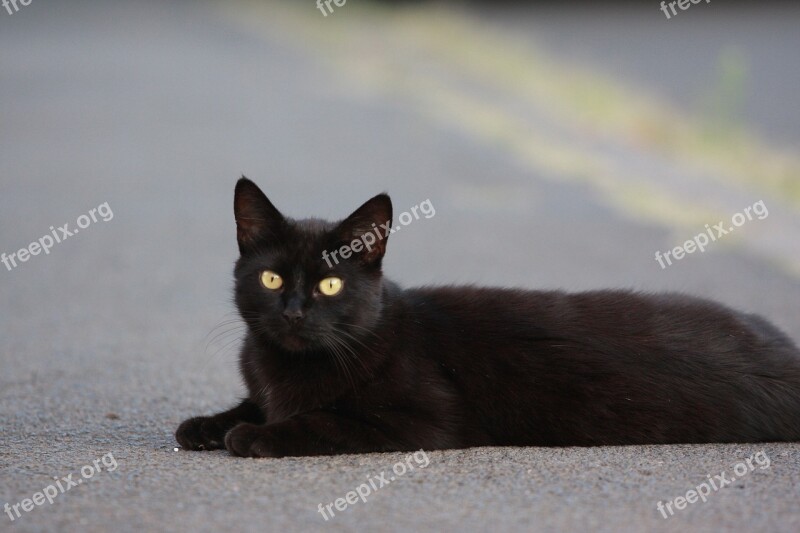 Cat Pet Black Road Yellow Eyes