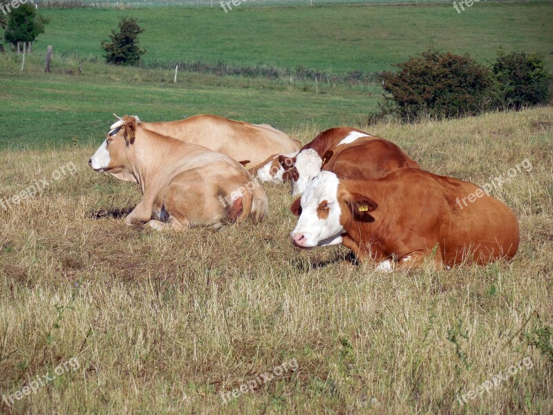 Cows Cattle Animals Graze Pasture