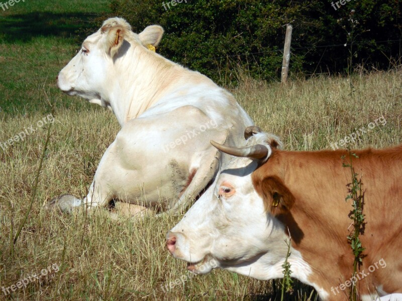 Cows Cattle Animals Pasture Graze