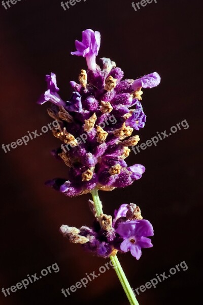 Lavender Flower Purple Nature Flowers