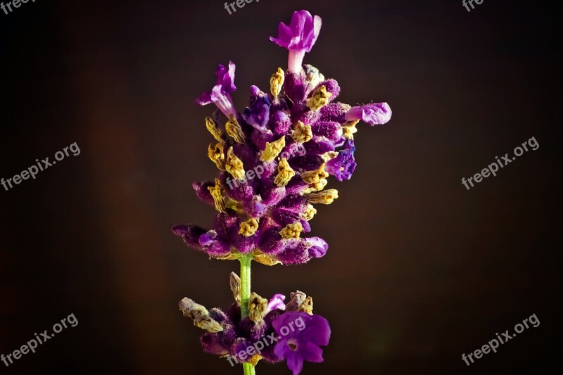 Lavender Flower Purple Nature Flowers