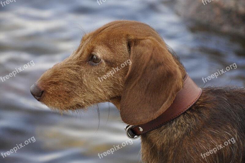 Dog Dachshund Beach Free Photos