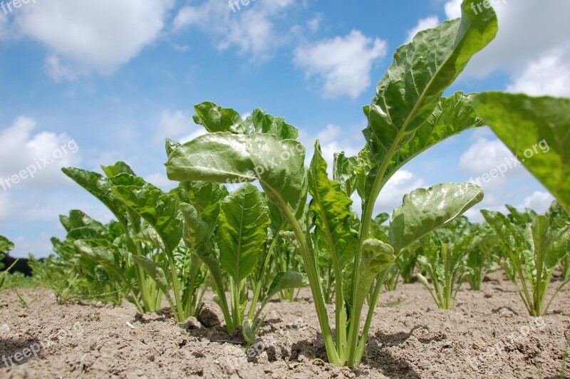 Agricultural Sugar Beet Bite Root Crop Free Photos