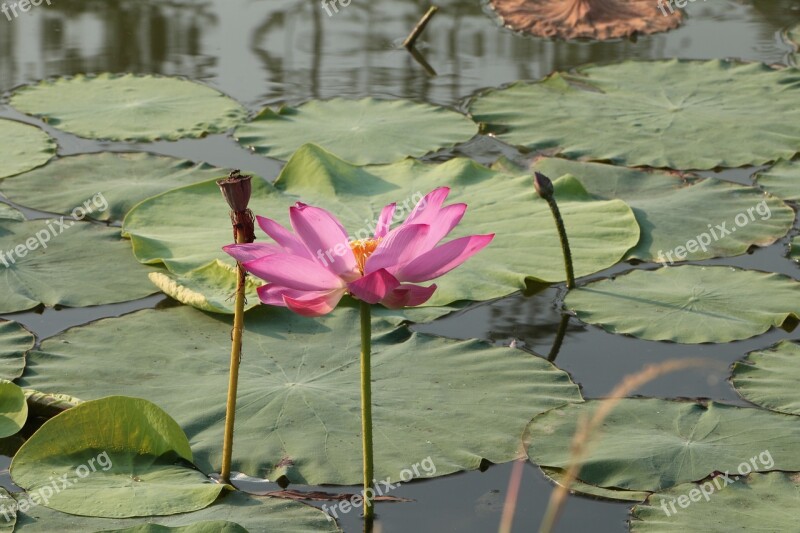 Lotus He Tang Free Photos