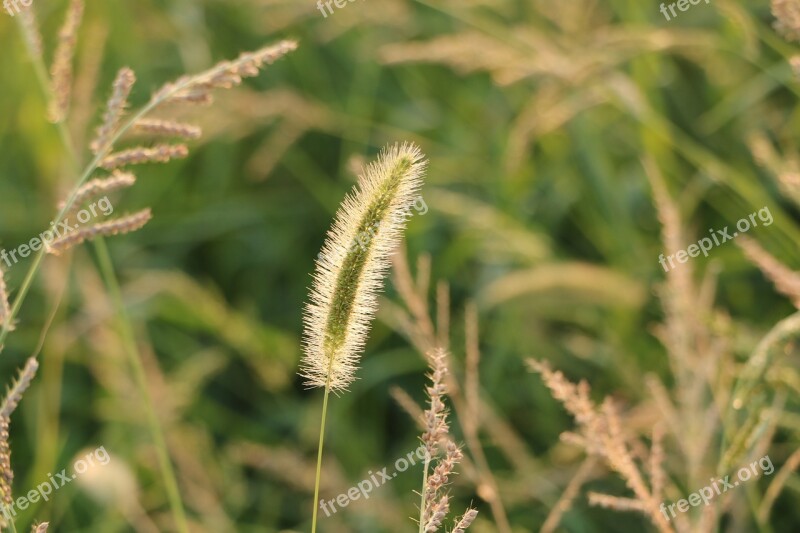 Setaria Viridis Plush Grass Cashmere Wool-grass Free Photos