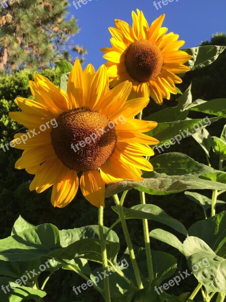 Sunflowers Summer Garden Free Photos