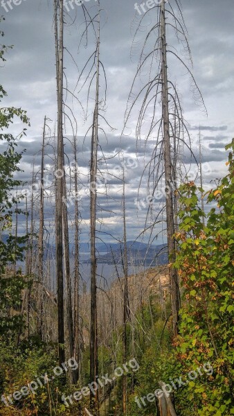 Fire Trees Okanagan Lake Free Photos