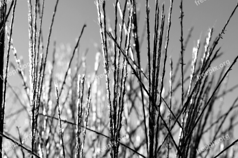 Grasses Nature Plant Blade Of Grass Garden