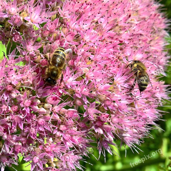 Bees Nature Flowers Stonecrop Nectar