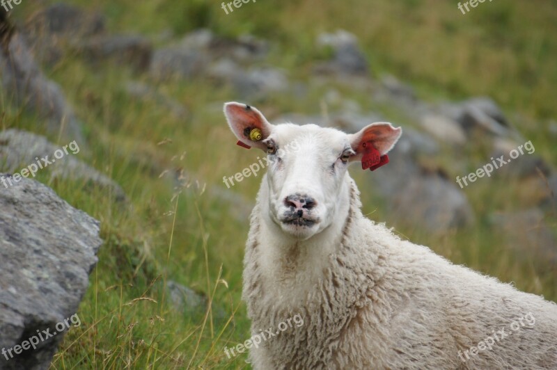 Sheep Norway Animal Husbandry Wool Free Photos