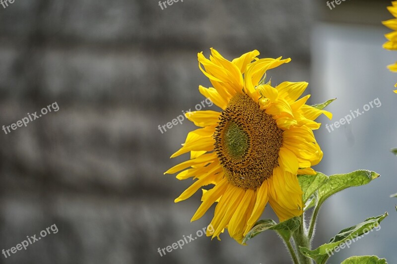 Sunflower Flower Summer Yellow Nature