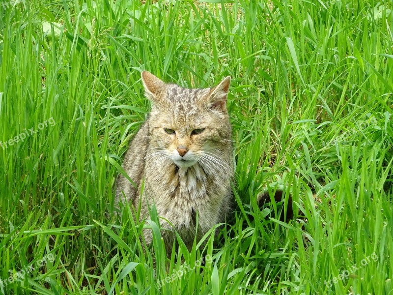 Wildcat Cat Deer Park Animal Free Photos