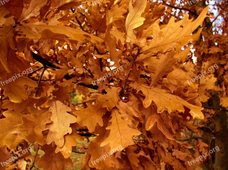 Oak Leaves Tree Autumn Oak Leaves