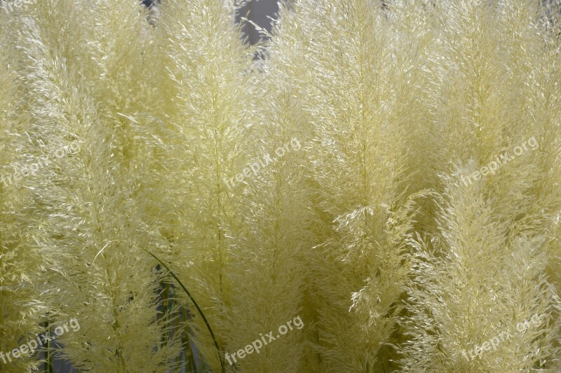 Grasses Green Nature S Plant