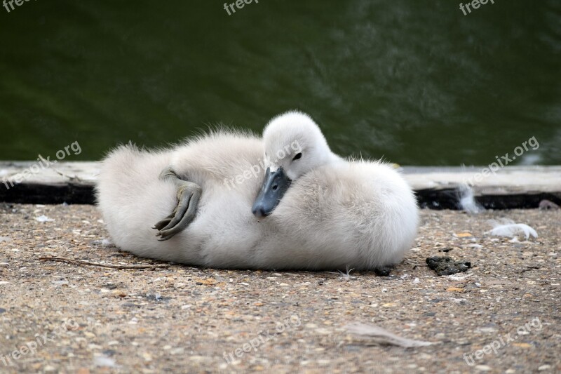 Mute Swan Mute Swan Signet Swan Young Signet