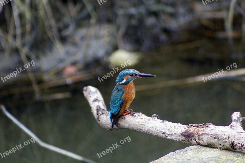 Kingfisher Bird Nature Animal Free Photos