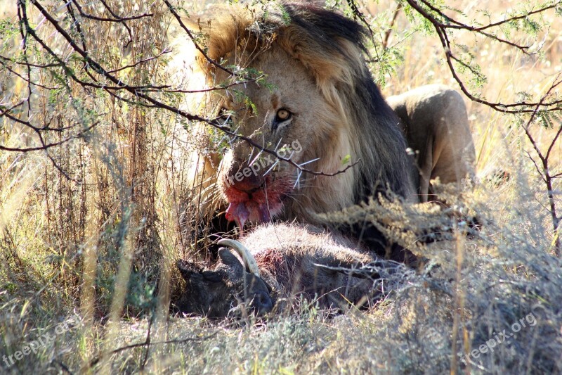 Lion Prey South Africa Kruger Wild