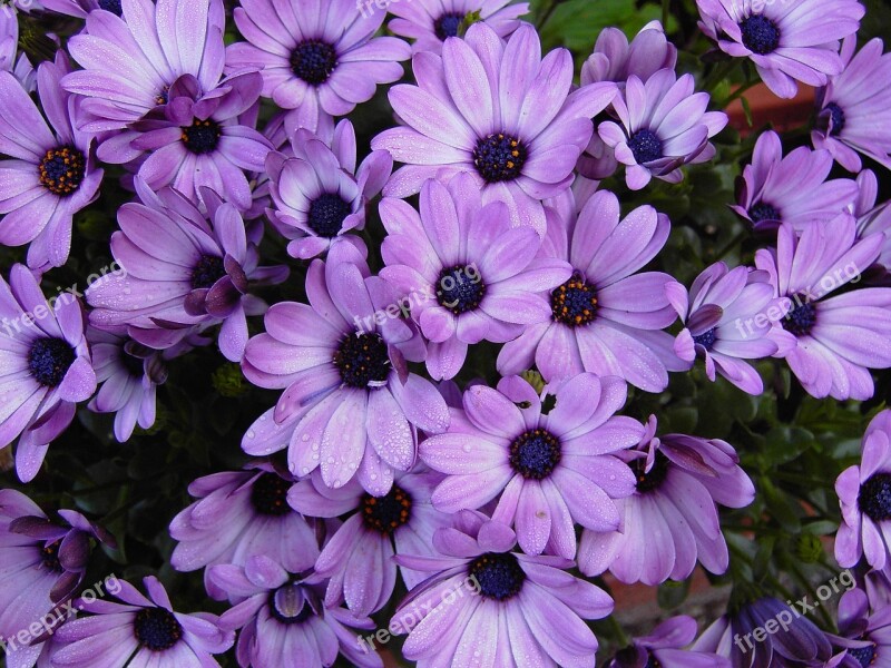 Cape Basket Flowers Violet Purple Blossom