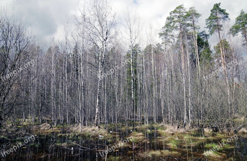 Landscape Birch Autumn Day Free Photos