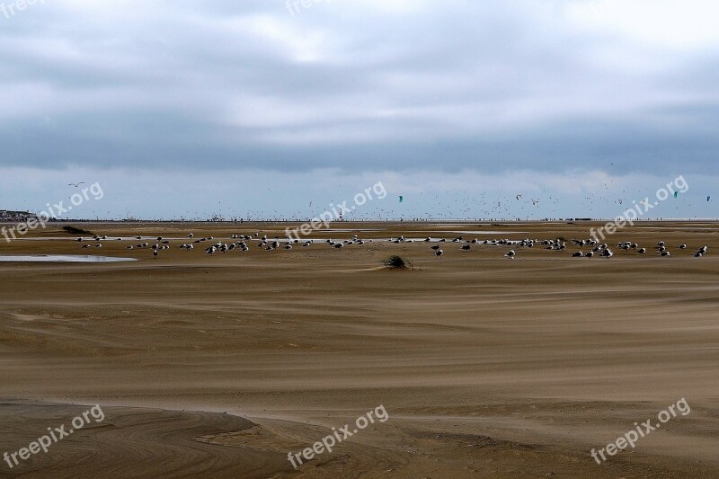 Gulls Sea Birds Borkum Wadden Sea Ebb