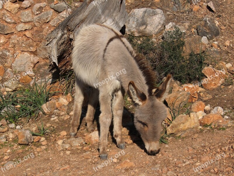 Donkey Mediterranean Mallorca Rocky Coast Free Running