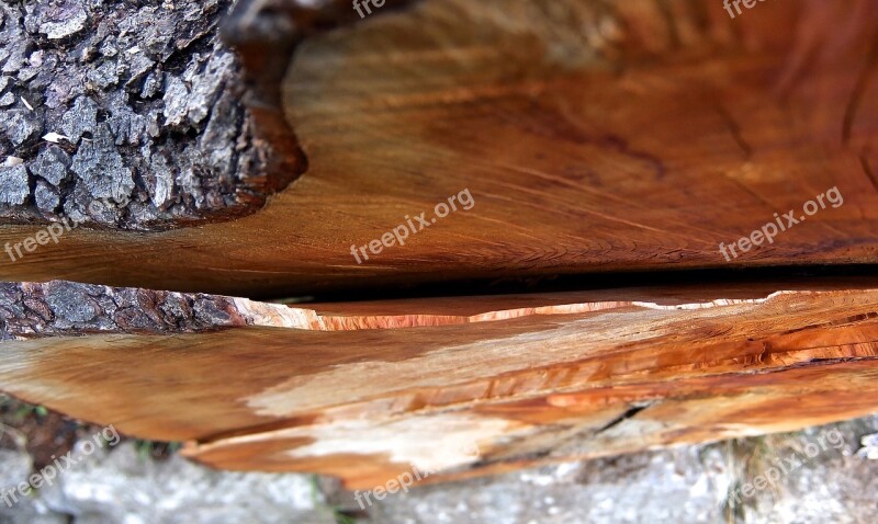 Log Saw Cut Tree Cases Wood Work Tree Felling