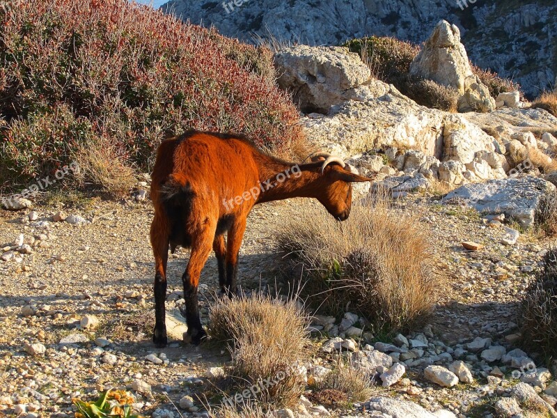 Goat Mediterranean Mallorca Rocky Coast Free Running