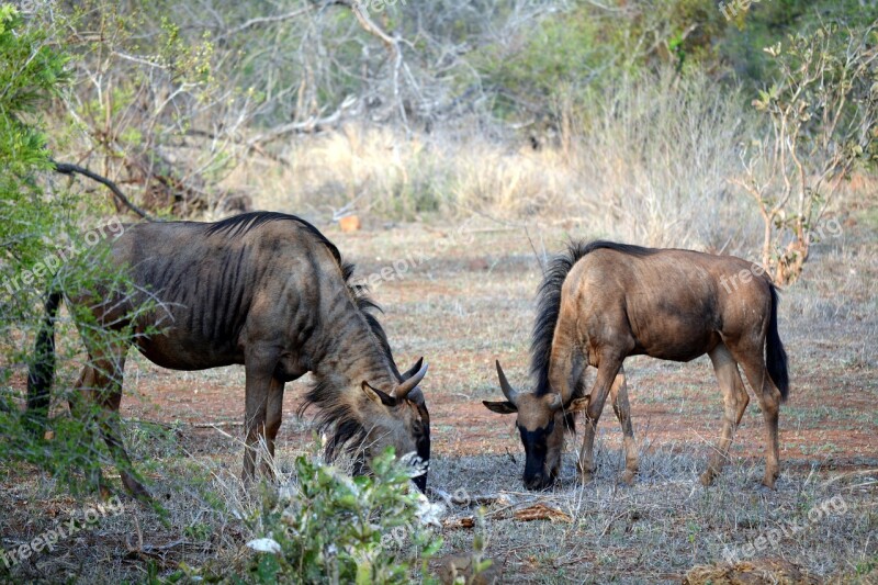 Wild Animals Kruger Park South Africa Free Photos