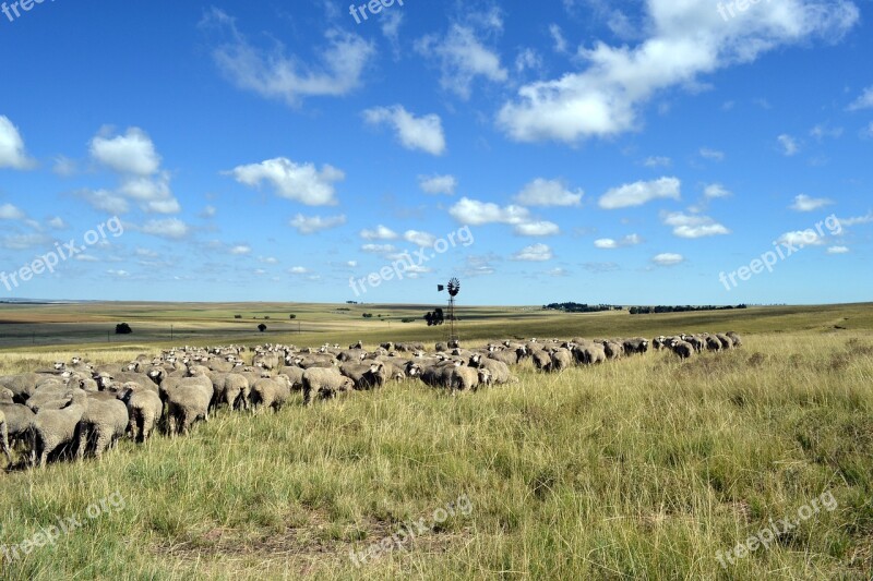 Sheep Agricultural Farming Free Photos