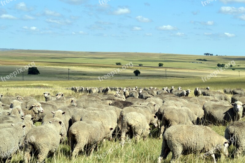 Sheep Countryside Flock Grazing Free Photos