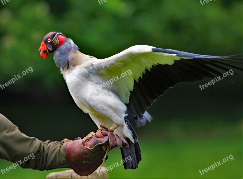 King Vulture Vulture Wildlife Nature Red