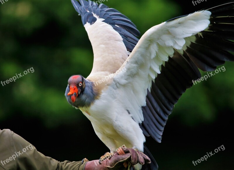 King Vulture Vulture Wildlife Beak Nature