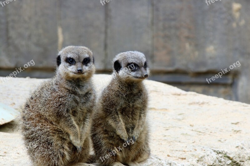 Meerkats Pair Of Meerkats Animal Wildlife Pair