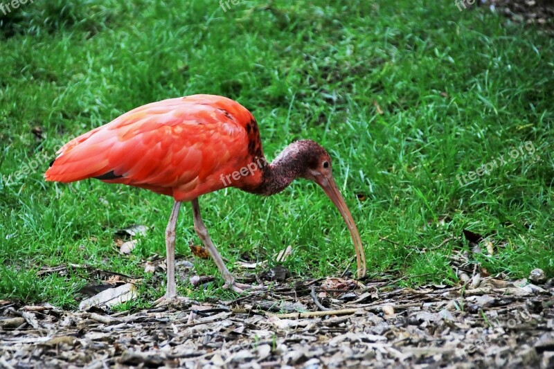 Red Ibis Red Bird Ibis Red Bird