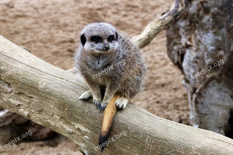 Meerkat Mammal Animal Wildlife Nature