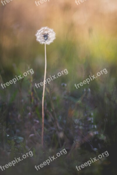 Nature Dandelion Flower Plant Spring