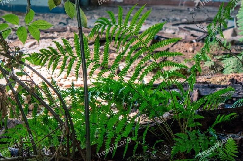 Space Moss Plant Light Architecture