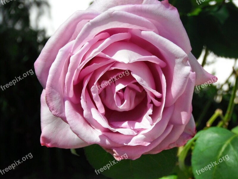 Flower Rosa Garden Color Pink Nature