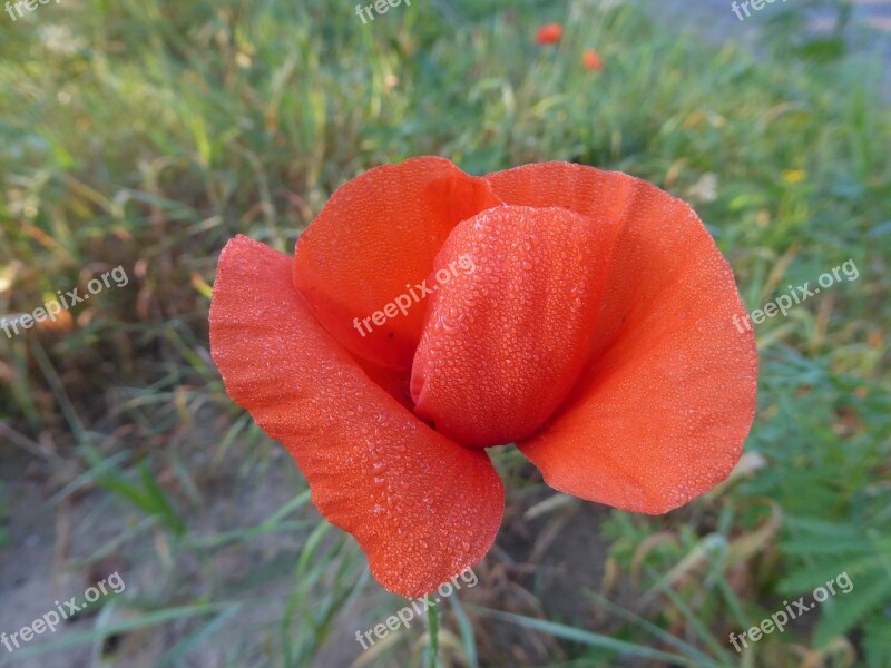 Poppy Morning Dew Flower Nature Summer