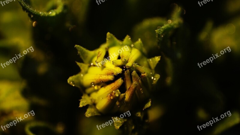 Flower Macro Nature Spring Closeup