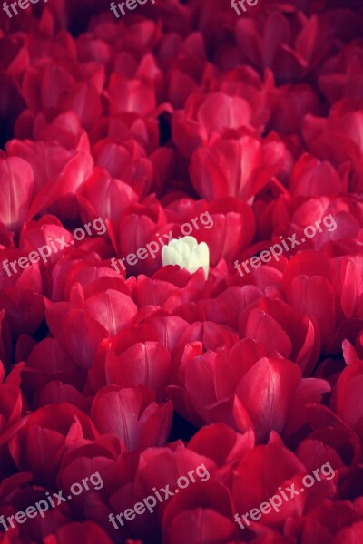 Rose Red Red Roses Flower Love