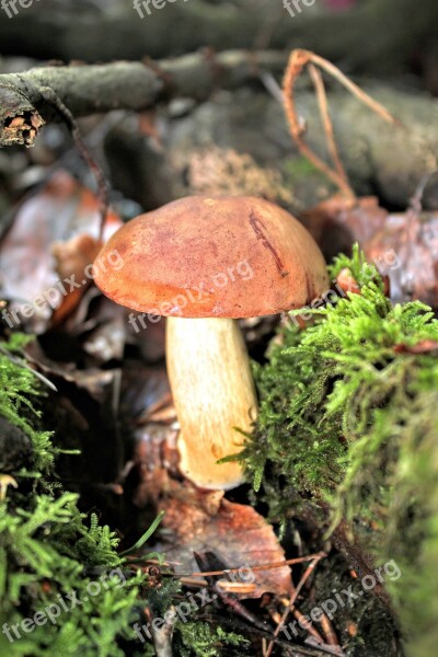 Chestnut Cep Mushrooms Forest Autumn