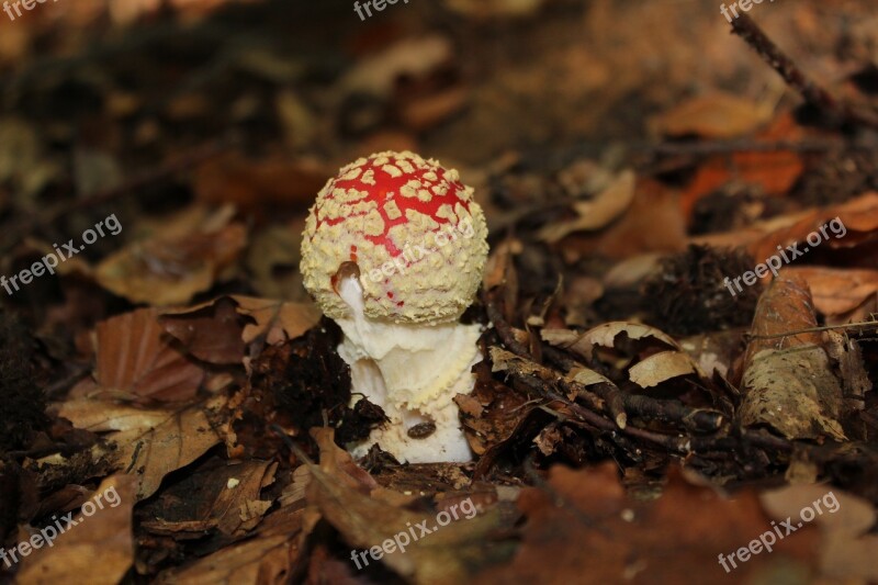 Autumn Mushrooms Fly Agaric Red Toxic