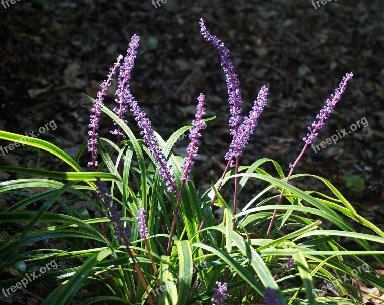 Liriope Flower Blossom Bloom Plant