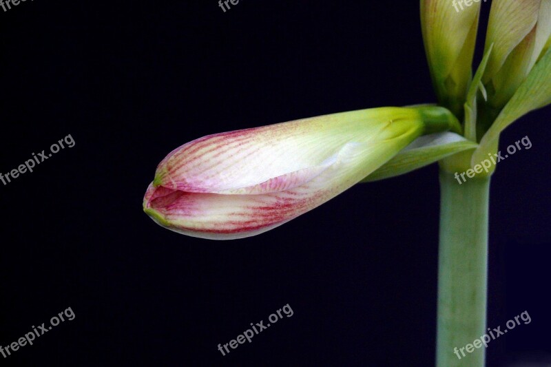 Amaryllis Blossom Bloom Yellow Shine