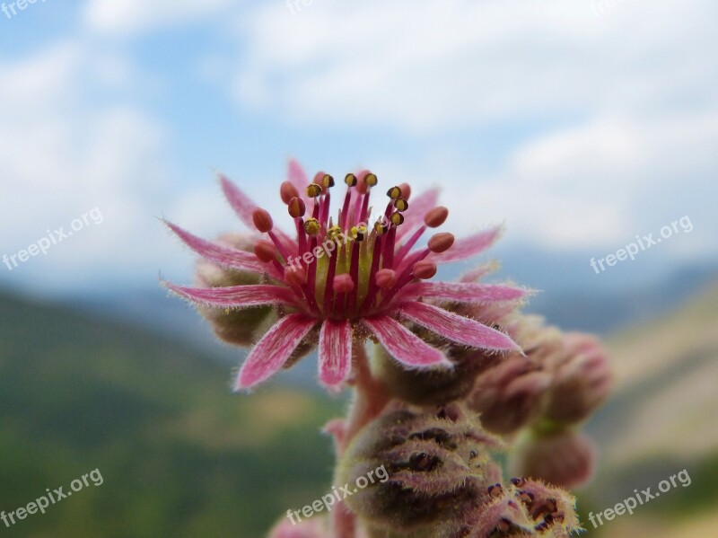 Flower Cactus Gross Floor Succulent Free Photos