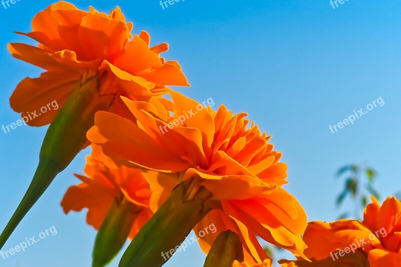 Flower Marigold Blossom Bloom Plant