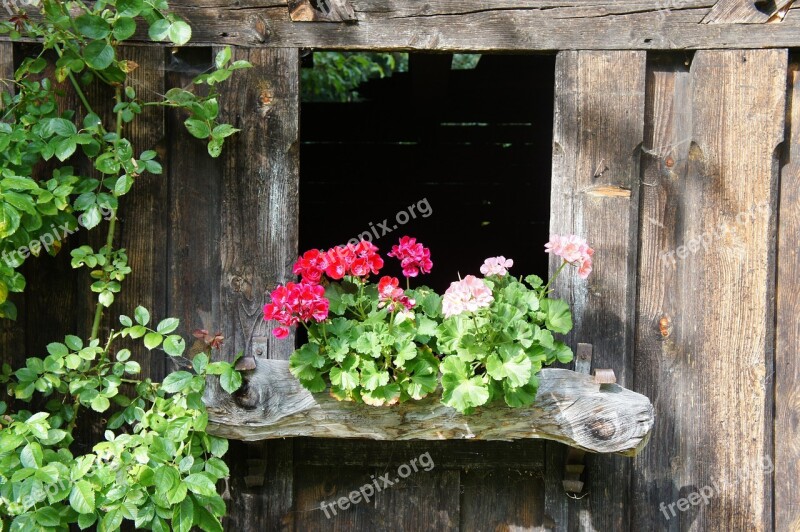 Wood Hut Flowers Boards Old