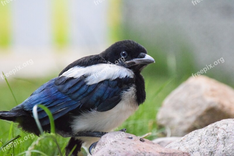 Magpie Baby Bird Alone Free Photos